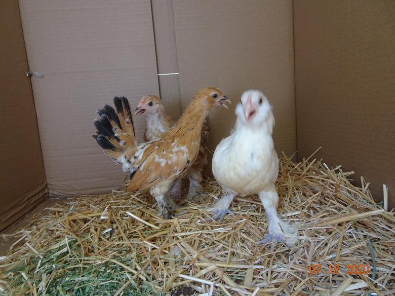 White D'uccle Bantams -- Available Now