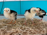 Exchequer Leghorn -- Available Now