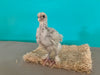 Splash Marans -- Available Babies