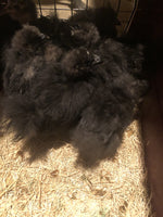 Black Silkie Female -- Coop Ready