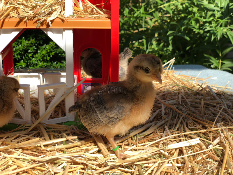 Partridge Penedesenca -- Available Now