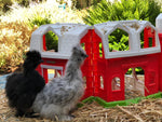 Splash Silkie Female -- Coop Ready