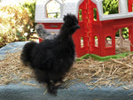 Black Silkie Female -- Coop Ready