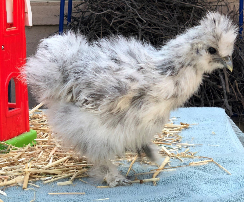 Splash Silkie Female -- Coop Ready