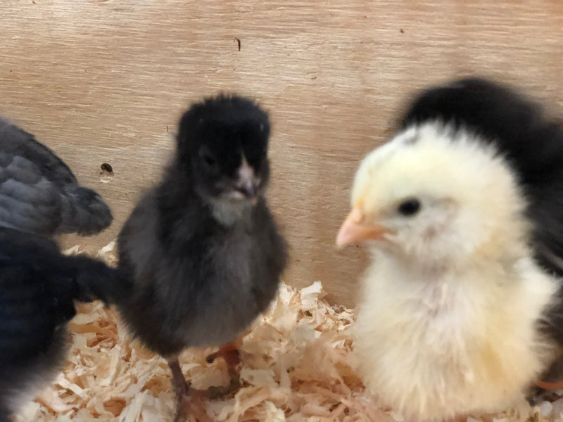 Sweet Pea -- Green Egg Laying Standard -- Available Now