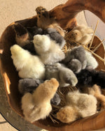 Black Silkie Female -- Coop Ready