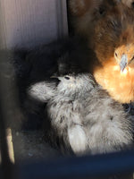 Splash Silkie Female -- Coop Ready