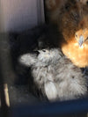 Splash Silkie Female -- Available Now