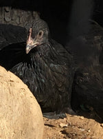 French Black Marans -- Available Now