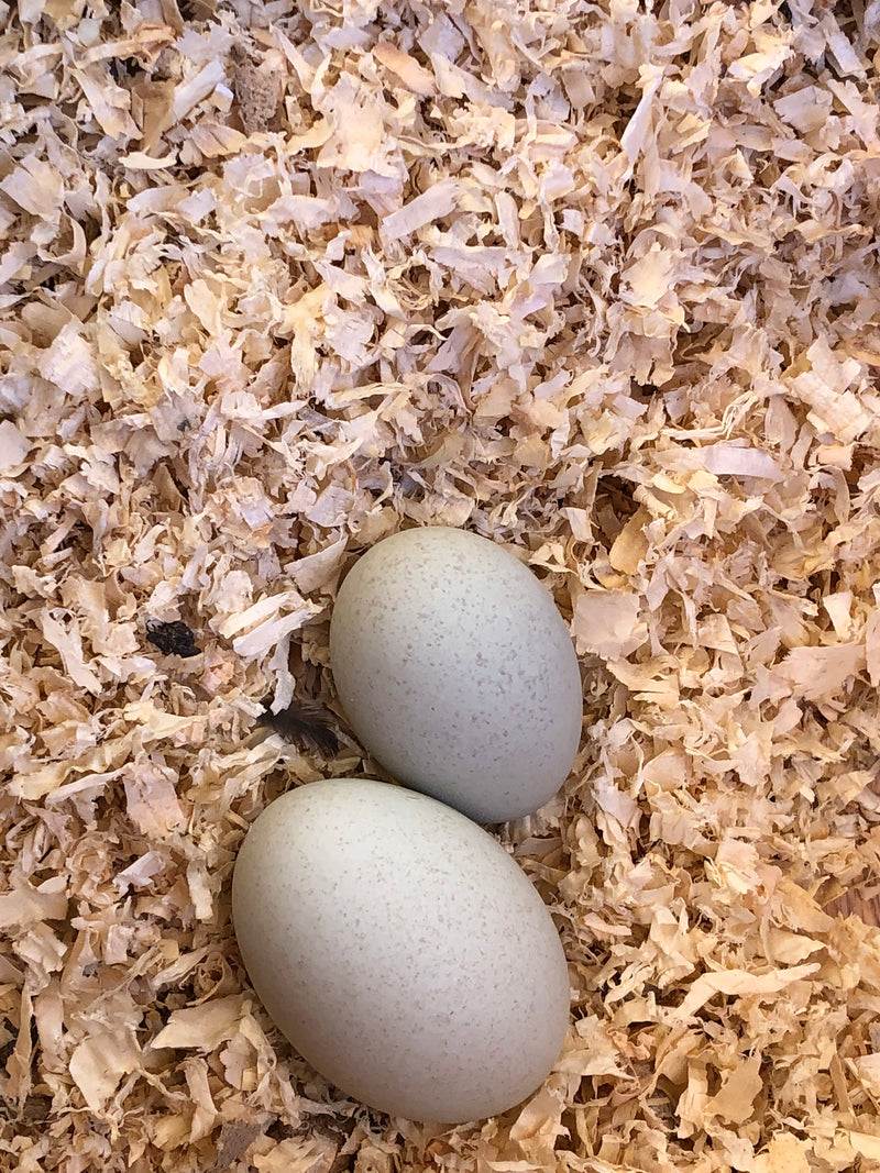 Assorted Bantam Size Chicken Hatching Eggs