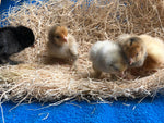 White D'uccle Bantams -- Available Now 16+ Weeks Old