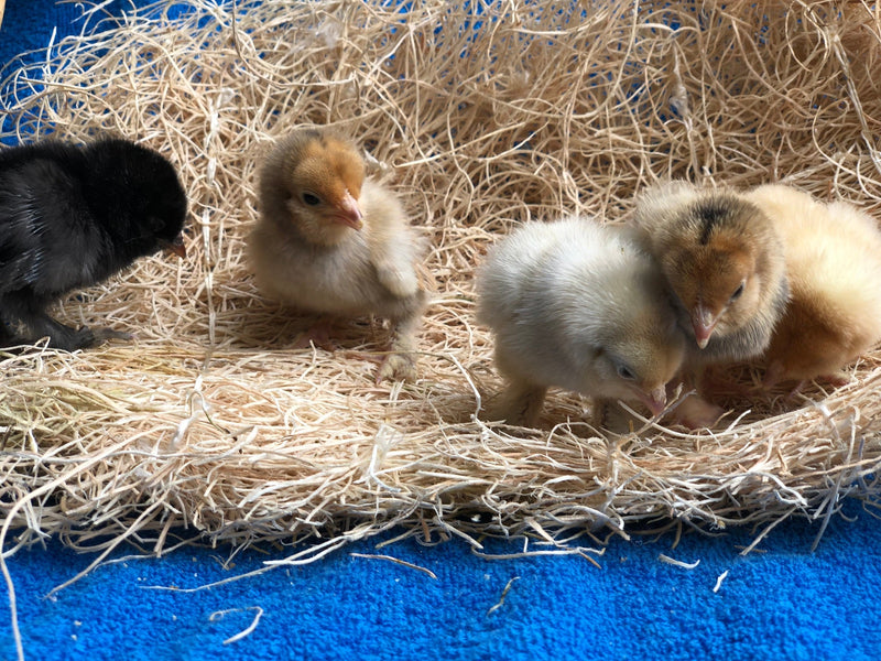 White D'uccle Bantams -- Available Now 16+ Weeks Old