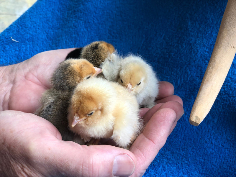 White D'uccle Bantams -- Available Now 16+ Weeks Old