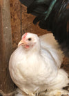 Cochin Bantams - Blanco rizado y suave - Disponible ahora