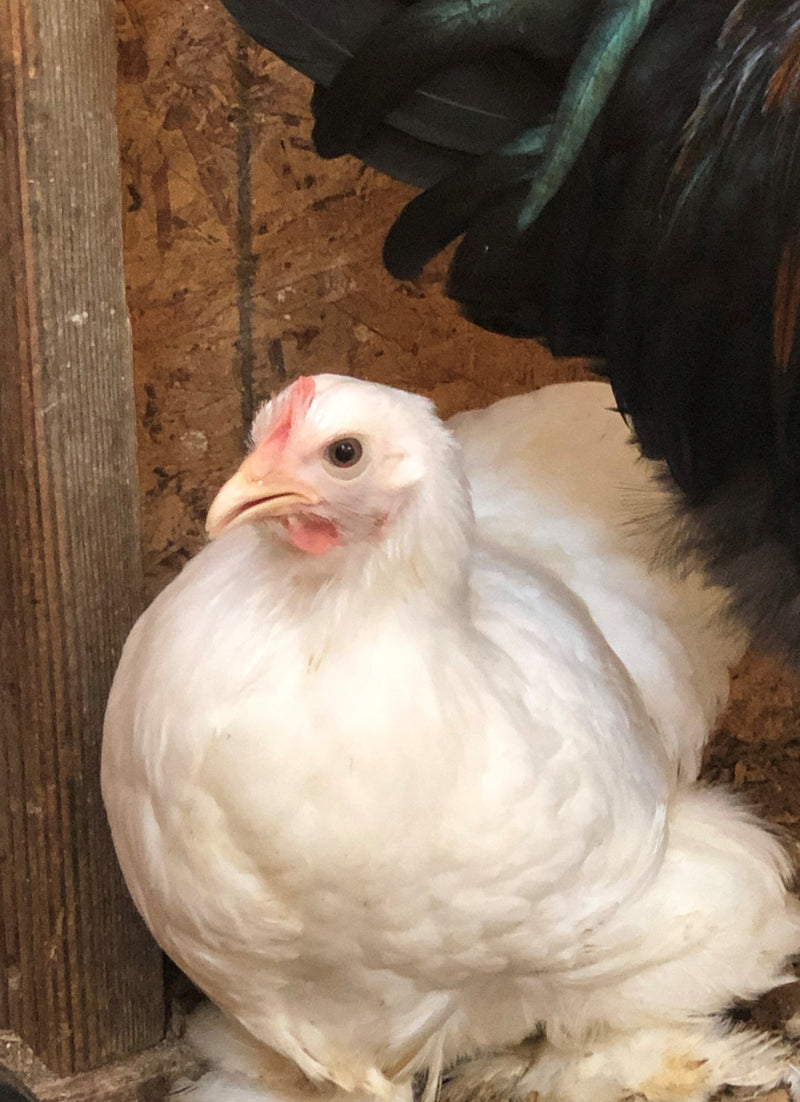 Cochin Bantams - Blanco rizado y suave - Disponible ahora