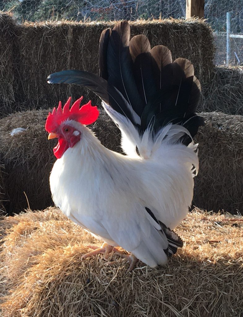 Black Tailed White Japanese BANTAM -- Upcoming Hatches