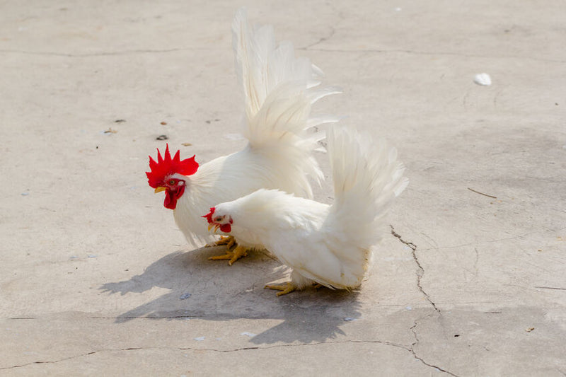 White Japanese BANTAM -- Upcoming Hatches