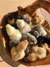 Splash Silkie Female -- Coop Ready