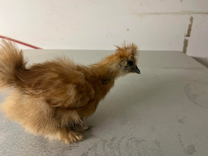 Buff Silkie Females -- Coop Ready