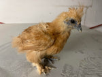 Buff Silkie Females -- Coop Ready