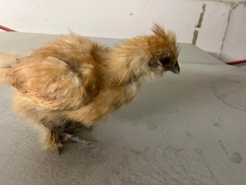 Buff Silkie Females -- Coop Ready