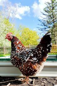 Speckled Sussex -- Available Now
