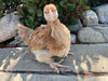 French Wheaten Marans -- Available Now 16+ Weeks Old
