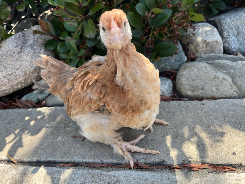 French Wheaten Marans -- Available Now 16+ Weeks Old