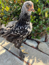 Cochin STANDARDS --Silver Laced Color -- Upcoming Hatch