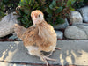 French Wheaten Marans -- Available Now 16+ Weeks Old