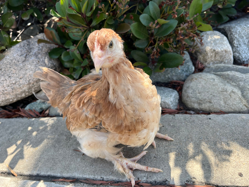 French Wheaten Marans -- Available Now 16+ Weeks Old