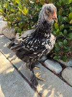 Cochin STANDARDS --Silver Laced Color -- Upcoming Hatch