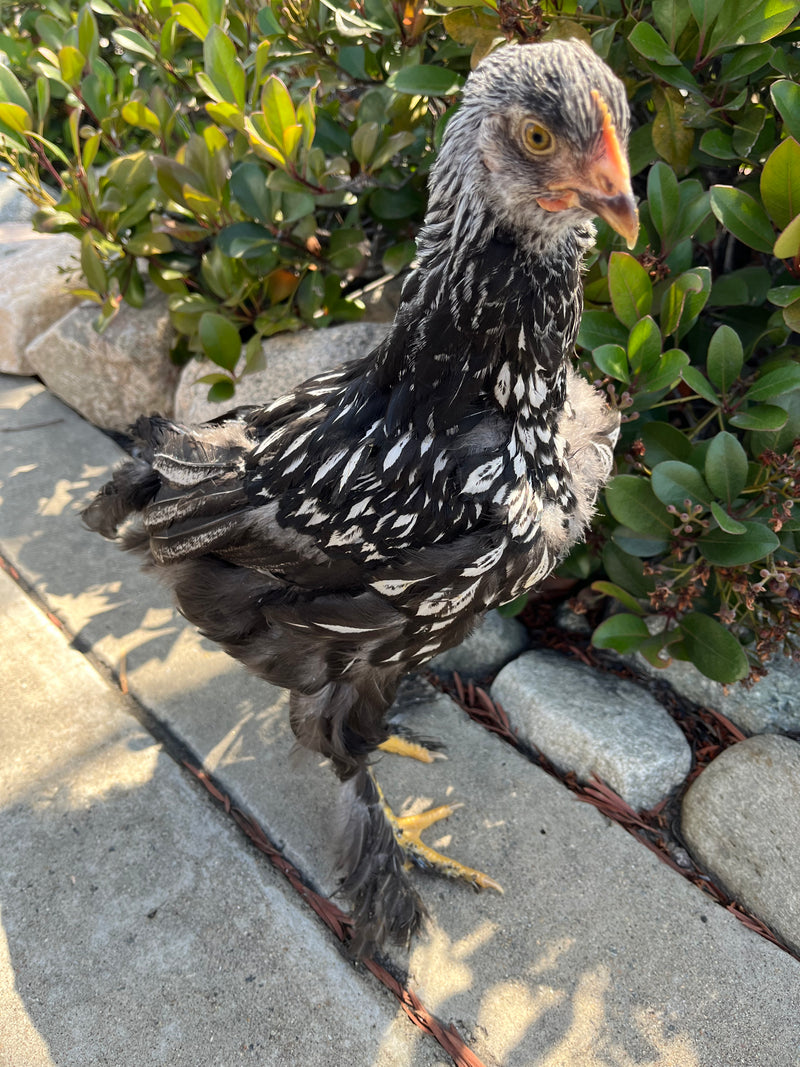 Cochin STANDARDS --Silver Laced Color -- Upcoming Hatch