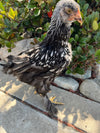 Cochin STANDARDS --Silver Laced Color -- Available Now