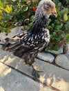 Cochin STANDARDS --Silver Laced Color -- Upcoming Hatch