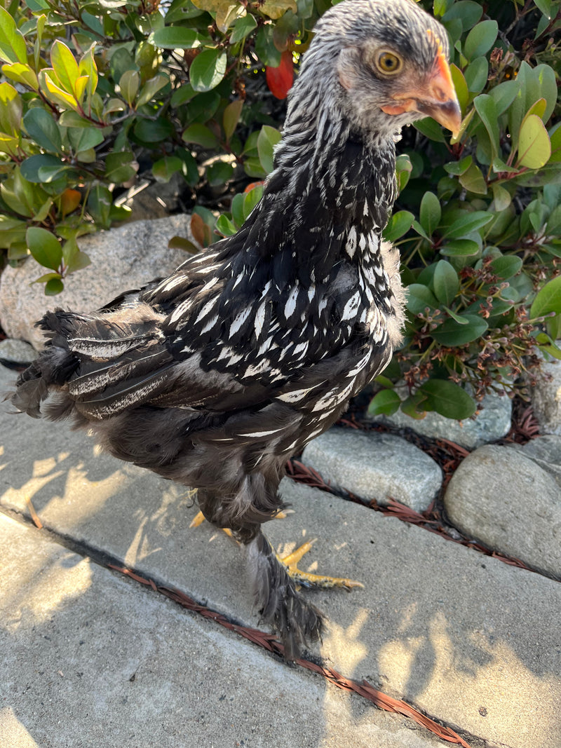 Cochin STANDARDS --Silver Laced Color -- Upcoming Hatch