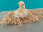 Cochin Bantams - Frizzled and Smooth - Disponible ahora