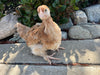 French Wheaten Marans -- Available Now 16+ Weeks Old