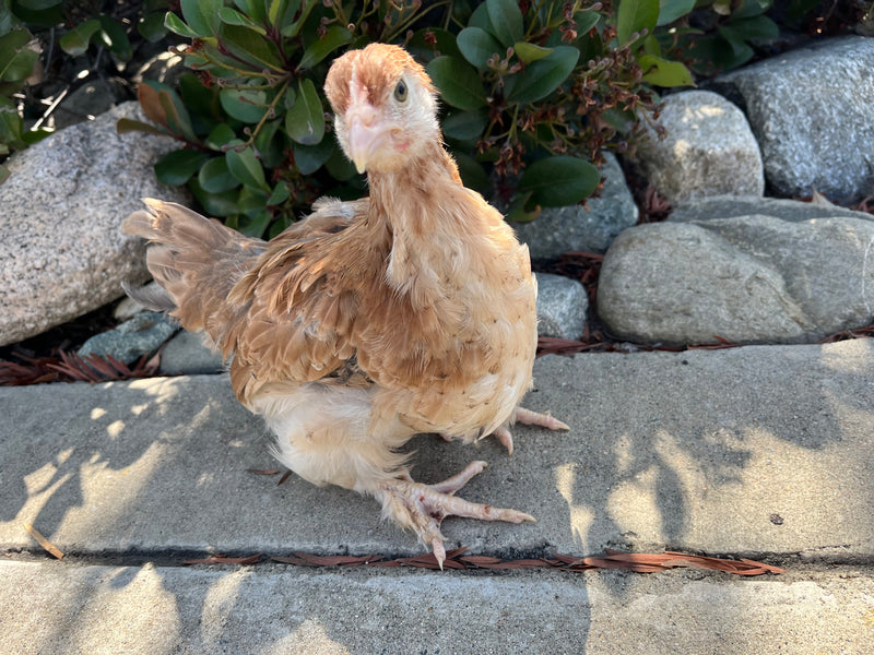 French Wheaten Marans -- Available Now 16+ Weeks Old