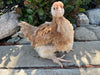 French Wheaten Marans -- Available Babies