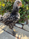 Cochin STANDARDS --Silver Laced Color -- Upcoming Hatch