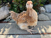 French Wheaten Marans -- Available Now 16+ Weeks Old