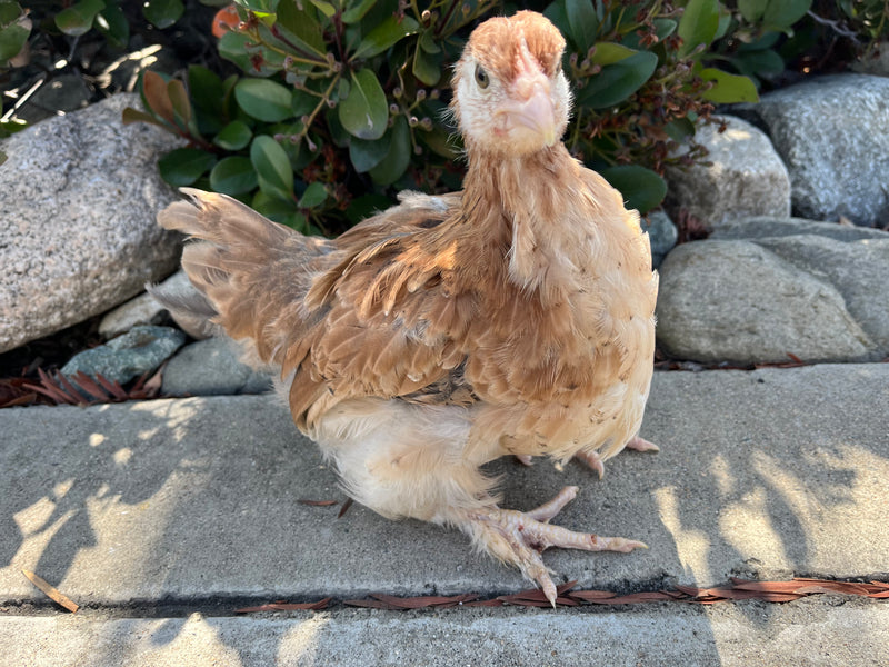 French Wheaten Marans -- Available Now 16+ Weeks Old