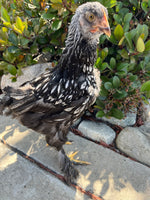 Cochin STANDARDS --Silver Laced Color -- Upcoming Hatch