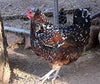 Speckled Sussex -- Available Now