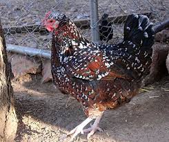 Speckled Sussex -- Available Now