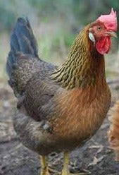 Brown Leghorn -- Available Babies