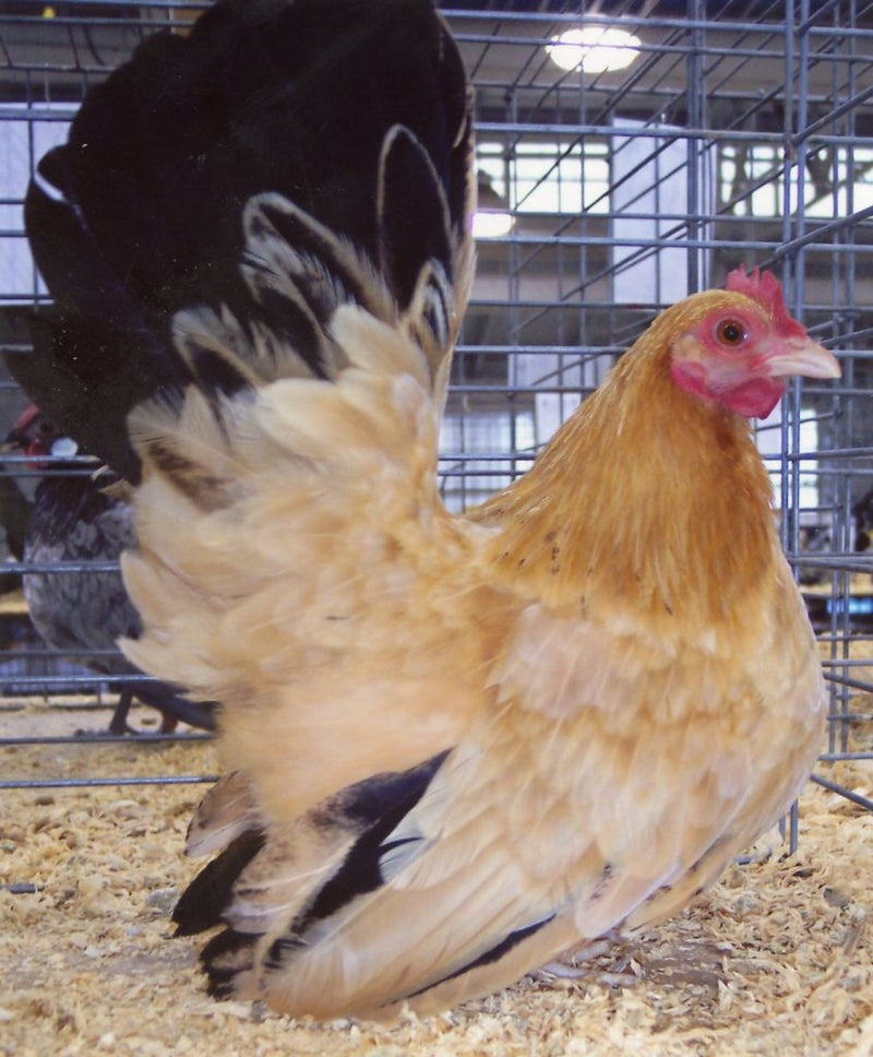 Black Tailed Buff Japanese BANTAM -- Upcoming Hatches