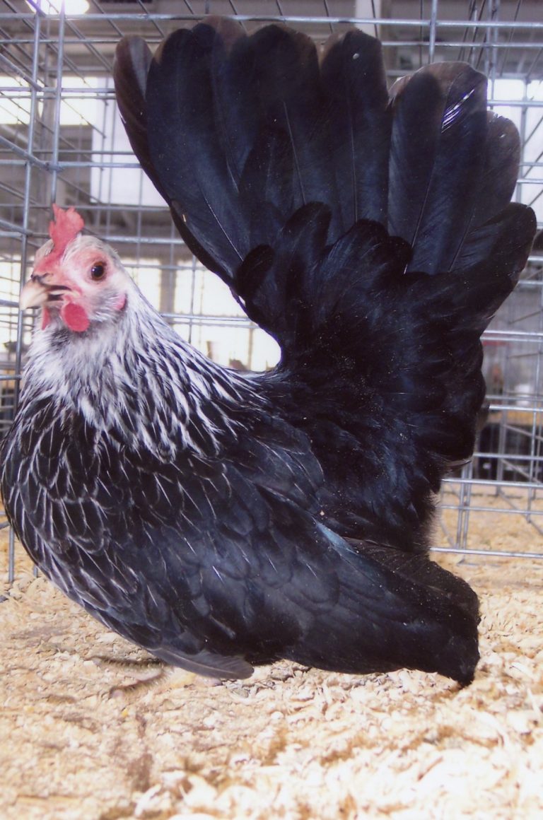 Gray Japanese BANTAM -- Upcoming Hatches