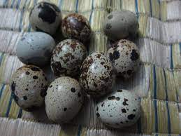 Assorted Coturnix Quail Hatching Eggs